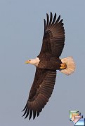 Bald Eagle 2007